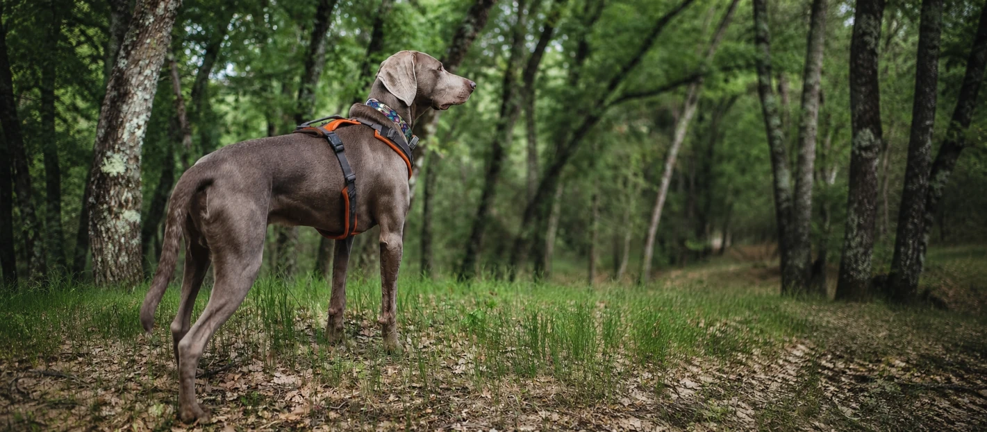 Mission: Keep a Weimaraner Busy