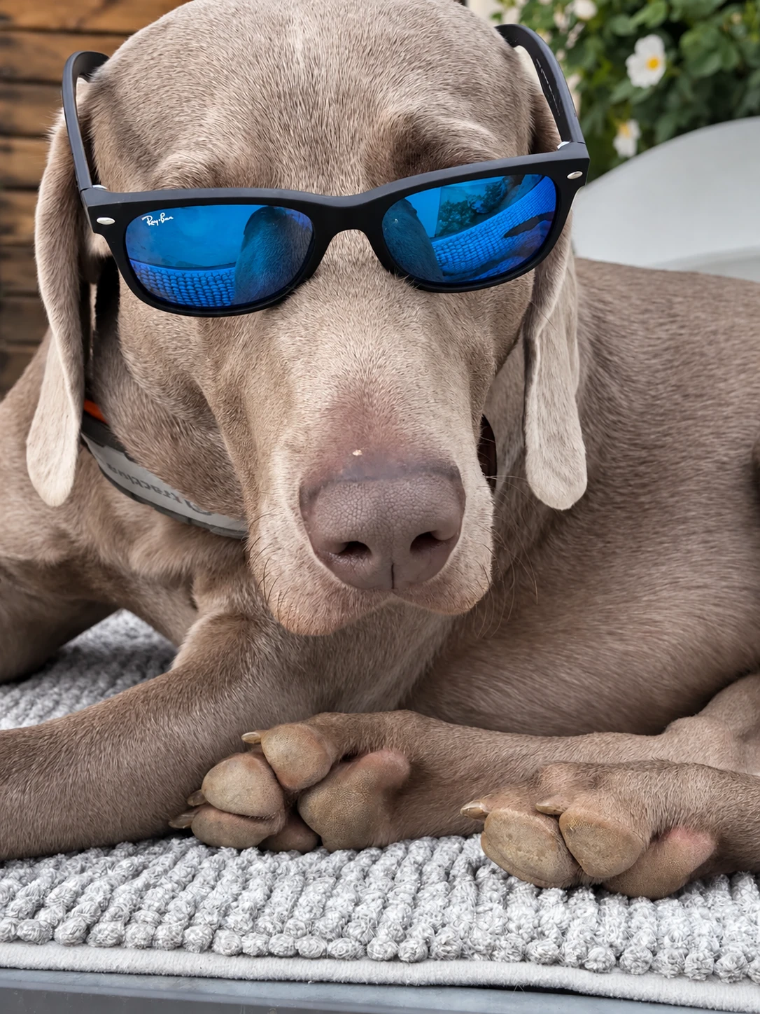 Kiss the Weimaraner